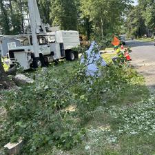 Tree-Removal-with-Bee-Hive-in-Stevensville-MD 5